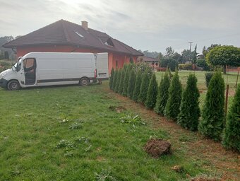 Tuja Smaragd, vavrínovec, červienka - POPRAD A OKOLIE - 14