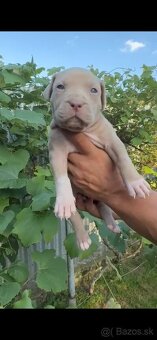 American bully xl - 14