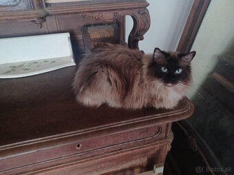 Ragdoll mačička - 14