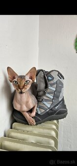 Donský sphynx  mačiatka - 14