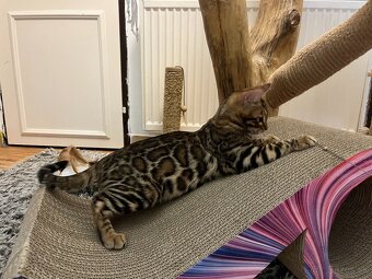 Bengalska mačka - 14