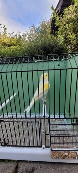 Kanáre  kanáriky - 14