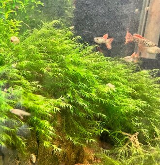 Krevetky (Caridina + Neocaridina)+rastlinky - 14