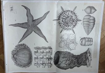 staré školské tabule/plagáty raslín-stromov-zvierat - 14