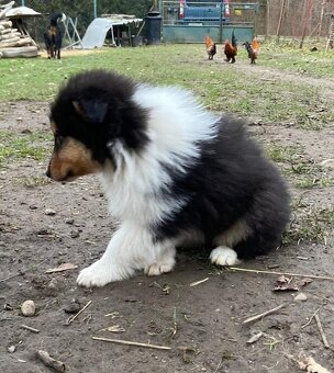 Kolia dlhosrstá - 14