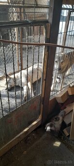 Československý Vlciak - 14