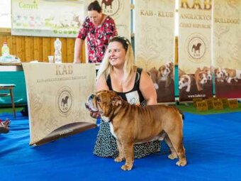 Anglicky Bulldog s PP na KRYTIE, buldog, Buldok , - 14