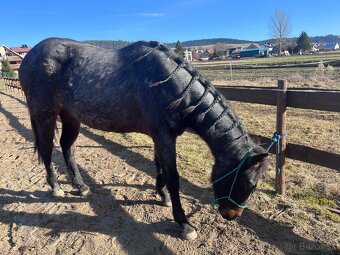 QUARTER HORSE - 14