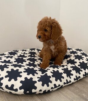 Pudel pudlik poodle - 14