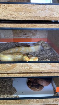 Veľhad kráľovský/Boa constrictor - 14