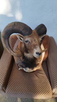 Predám preparát zlatého muflona. Parožie zhody trofeje. - 14