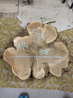 Vysušené agátové koláče / priečne rezy, agát - 14