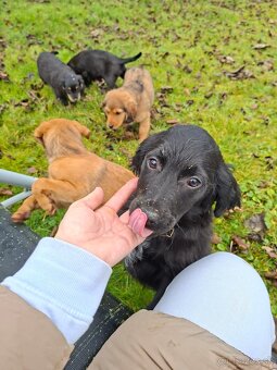 Darujeme šteniatka - 14