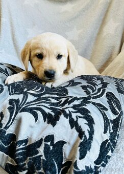 štěňata labrador a – připravena k odběru - 14