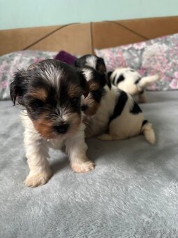 Biewer yorkshire terier - 14