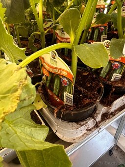 Planty - 14