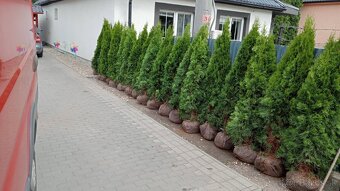 Tuja Smaragd, vavrínovec, červienka - Prešov - 14
