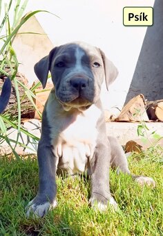 American bully XL, Americký stafordsirsky terier, - 14