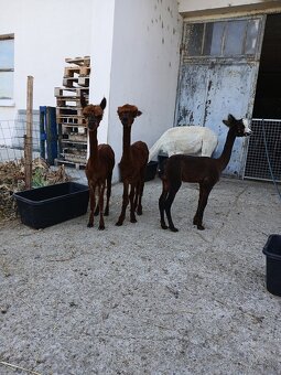 Alpaka samci - 14