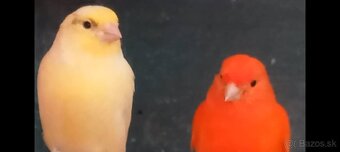 Predám kanáriky a hýle mexické - 14