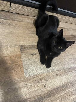 Darujem kocúrika - 14