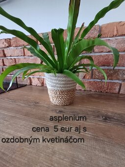 Izbové rastliny NOVÉ PRIDANÉ - 14