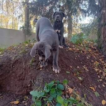Cane Corso - 14