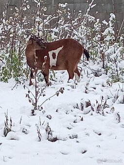 Anglonubijska koza a cap - 14