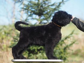 Čierny ruský teriér, šteňa, pes - 14