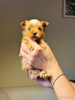 Golddust s PP, Yorkshire s PP, York - 14