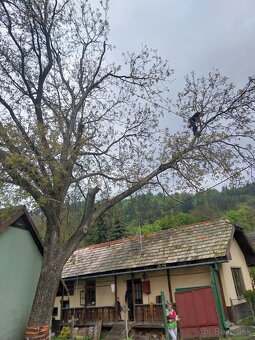 Výrub rizikových stromov,rez ovocných stromov - 14