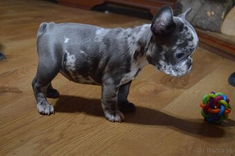 francuzsky buldocek - 14