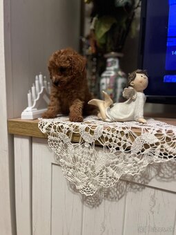 Pudel toy Red ultra mini - 14