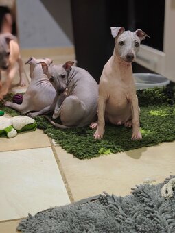 Americký bezsrstý teriér - 14