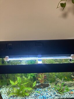 Akvarium, rybičky, rastlinky - 14