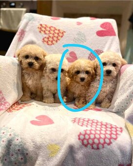 Apricot Maltipoo - 14