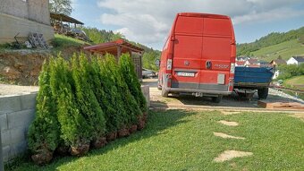 Tuja Smaragd, vavrínovec, červienka - Námestovo - 14