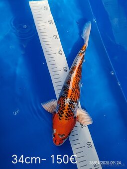 Koi kapor - 14