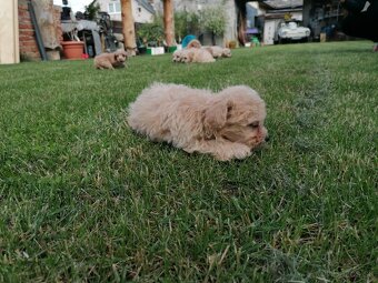 Predám šteniatka maltipoo - 14