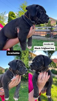 American bully xl s PP - 14