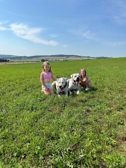 Argentínska doga štěňata, Dogo Argentino, REZERVACE - 14