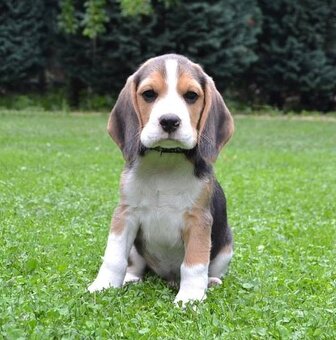 Bigel, bigl, beagle s PP - 14