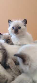 Ragdoll mačiatka, mačka - 14