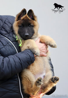 Belgický ovčiak Tervueren - šteniatka s PP na odber - 14