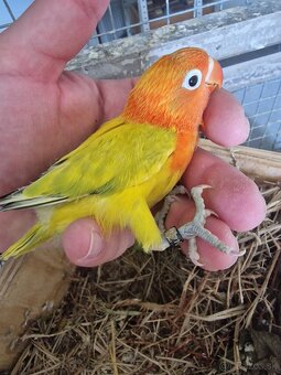 Agapornis fisher - 14