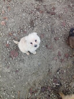 Predám 8-týždnové šteniatka 1 za 20€ - 14