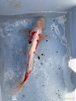 Japonské Koi kapre - 14