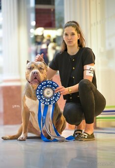 American Bully XL - 14