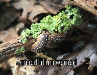 Isopody, rovnakonôžky - 14