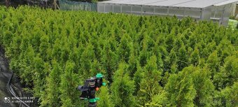 VAVRINOVEC,TUJA SMARAGD - 14